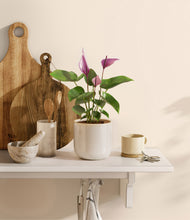 Load image into Gallery viewer, Snowdrift White