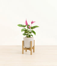 Load image into Gallery viewer, Snowdrift White stand:bamboo