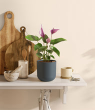 Load image into Gallery viewer, Iron Gray