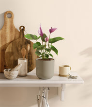 Load image into Gallery viewer, Sage Green