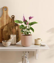 Load image into Gallery viewer, Sandy Pink