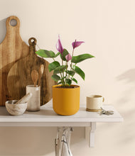 Load image into Gallery viewer, Sunset Orange