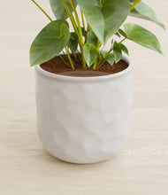 Load image into Gallery viewer, Hammered Ivory stand:all