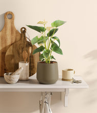 Load image into Gallery viewer, Olive