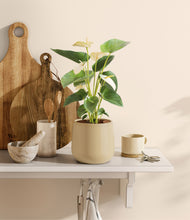 Load image into Gallery viewer, Almond Green