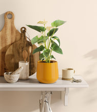 Load image into Gallery viewer, Mustard