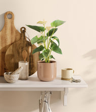 Load image into Gallery viewer, Glossy Pink