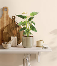 Load image into Gallery viewer, Sage Green