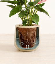 Load image into Gallery viewer, Almond Green stand:all