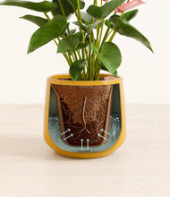 Load image into Gallery viewer, Mustard stand:all