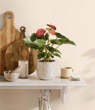 Load image into Gallery viewer, Hammered Ivory