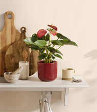 Load image into Gallery viewer, Striped Cherry Red