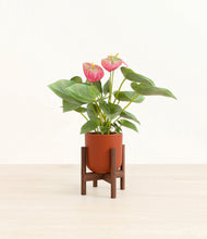 Load image into Gallery viewer, Earth Red stand:walnut
