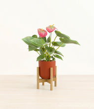 Load image into Gallery viewer, Earth Red stand:bamboo