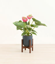 Load image into Gallery viewer, Iron Gray stand:walnut