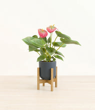 Load image into Gallery viewer, Iron Gray stand:bamboo