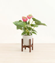 Load image into Gallery viewer, Natural Bamboo stand:walnut