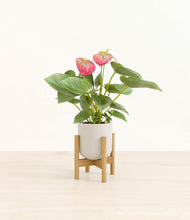 Load image into Gallery viewer, Natural Bamboo stand:bamboo