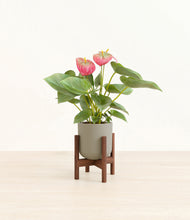 Load image into Gallery viewer, Sage Green stand:walnut