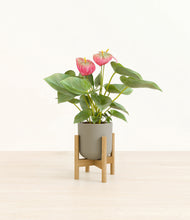 Load image into Gallery viewer, Sage Green stand:bamboo