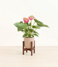 Load image into Gallery viewer, Sandy Pink stand:walnut