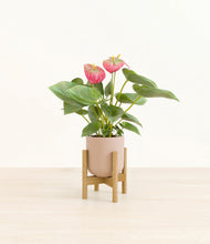 Load image into Gallery viewer, Sandy Pink stand:bamboo