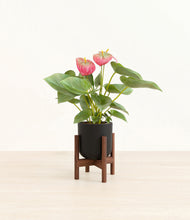 Load image into Gallery viewer, Stone Black stand:walnut