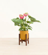 Load image into Gallery viewer, Sunset Orange stand:walnut