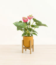 Load image into Gallery viewer, Sunset Orange stand:bamboo