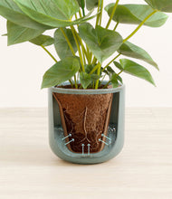 Load image into Gallery viewer, Reactive Aqua stand:all