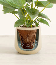 Load image into Gallery viewer, Almond Green stand:all