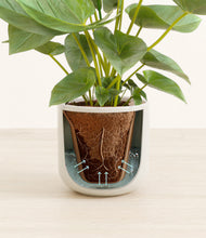 Load image into Gallery viewer, Cotton White stand:all