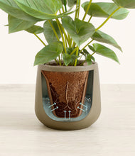 Load image into Gallery viewer, Olive stand:all