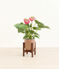 Load image into Gallery viewer, Hammered Peach Pink stand:walnut