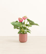 Load image into Gallery viewer, Hammered Rose Pink*****Profile