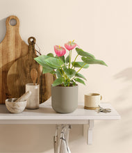 Load image into Gallery viewer, Sage Green