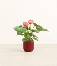 Load image into Gallery viewer, Striped Cherry Red*****Profile