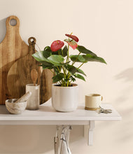 Load image into Gallery viewer, Snowdrift White