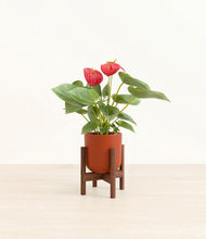 Load image into Gallery viewer, Earth Red stand:walnut