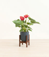 Load image into Gallery viewer, Iron Gray stand:walnut