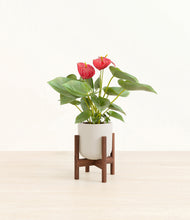 Load image into Gallery viewer, Natural Bamboo stand:walnut