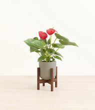 Load image into Gallery viewer, Sage Green stand:walnut