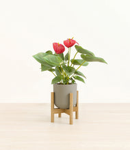 Load image into Gallery viewer, Sage Green stand:bamboo