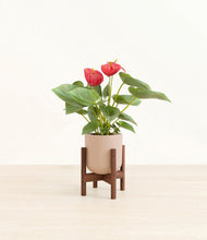 Load image into Gallery viewer, Sandy Pink stand:walnut