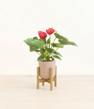 Load image into Gallery viewer, Sandy Pink stand:bamboo