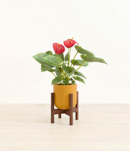 Load image into Gallery viewer, Sunset Orange stand:walnut