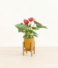 Load image into Gallery viewer, Sunset Orange stand:bamboo