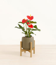 Load image into Gallery viewer, Olive stand:bamboo