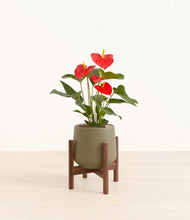Load image into Gallery viewer, Olive stand:walnut