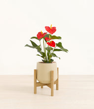 Load image into Gallery viewer, Almond Green stand:bamboo